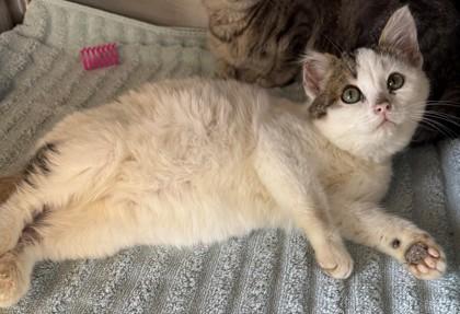 Crockett, Adoptable, Kitten Male Domestic Short Hair & Domestic Short Hair.