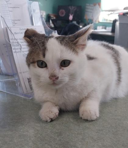 Enlarge Crockett, a Adoptable mixed breed in Willmar, MN image 2/3