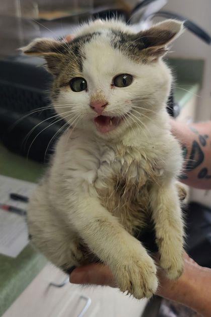 Enlarge Crockett, a Adoptable mixed breed in Willmar, MN image 3/3