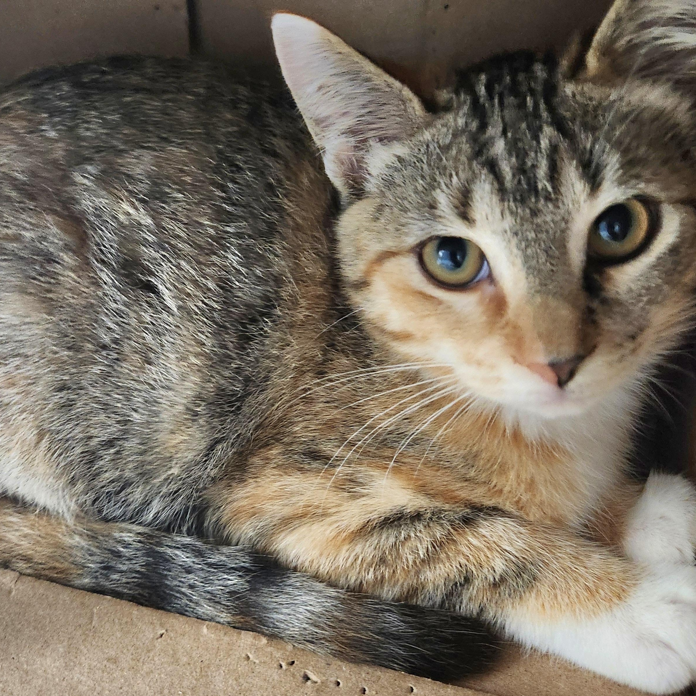 Enlarge Beautiful Brianna , an adopted Tabby in Houston, TX image 1/4