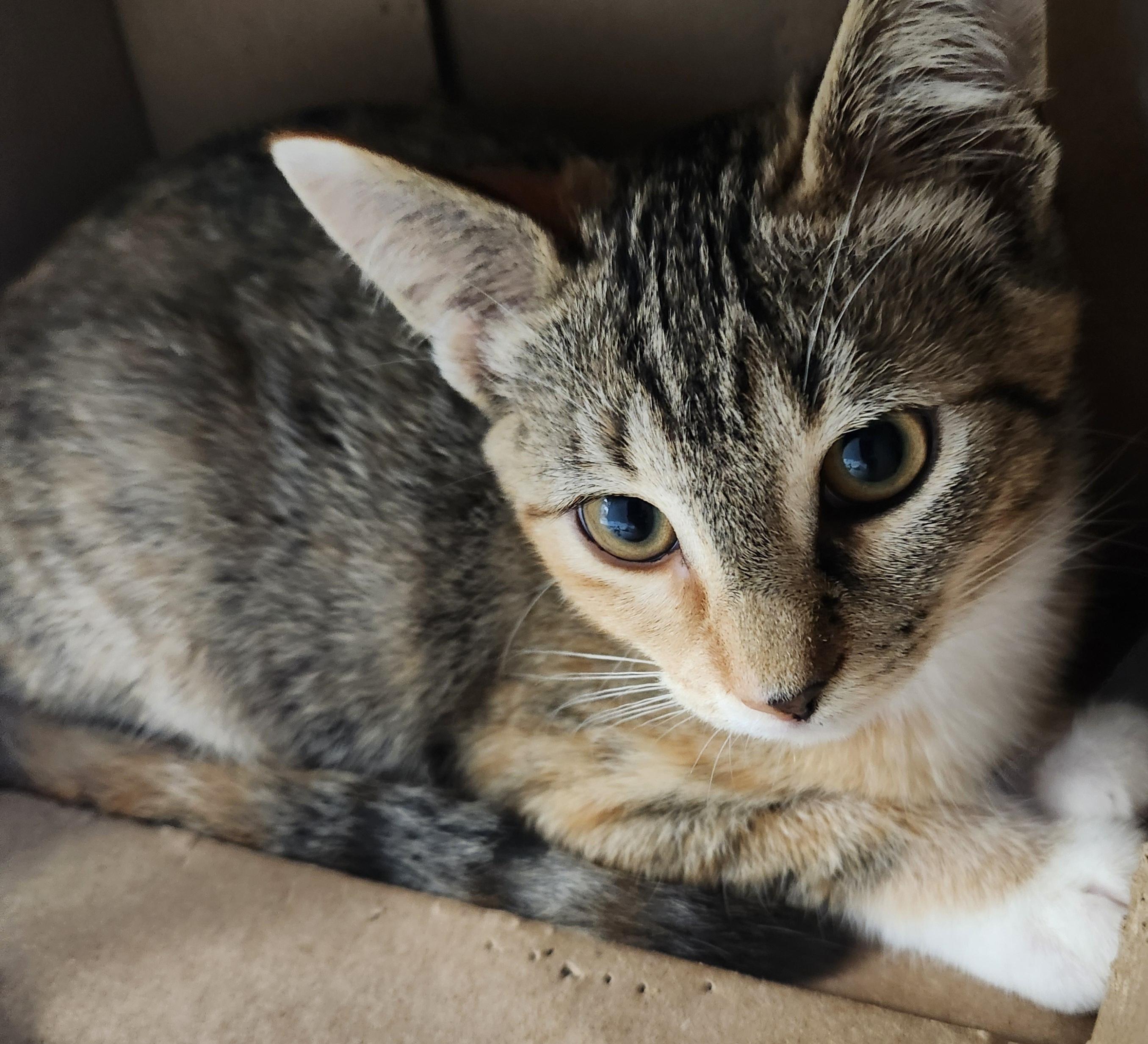 Enlarge Beautiful Brianna , an adopted Tabby in Houston, TX image 3/4