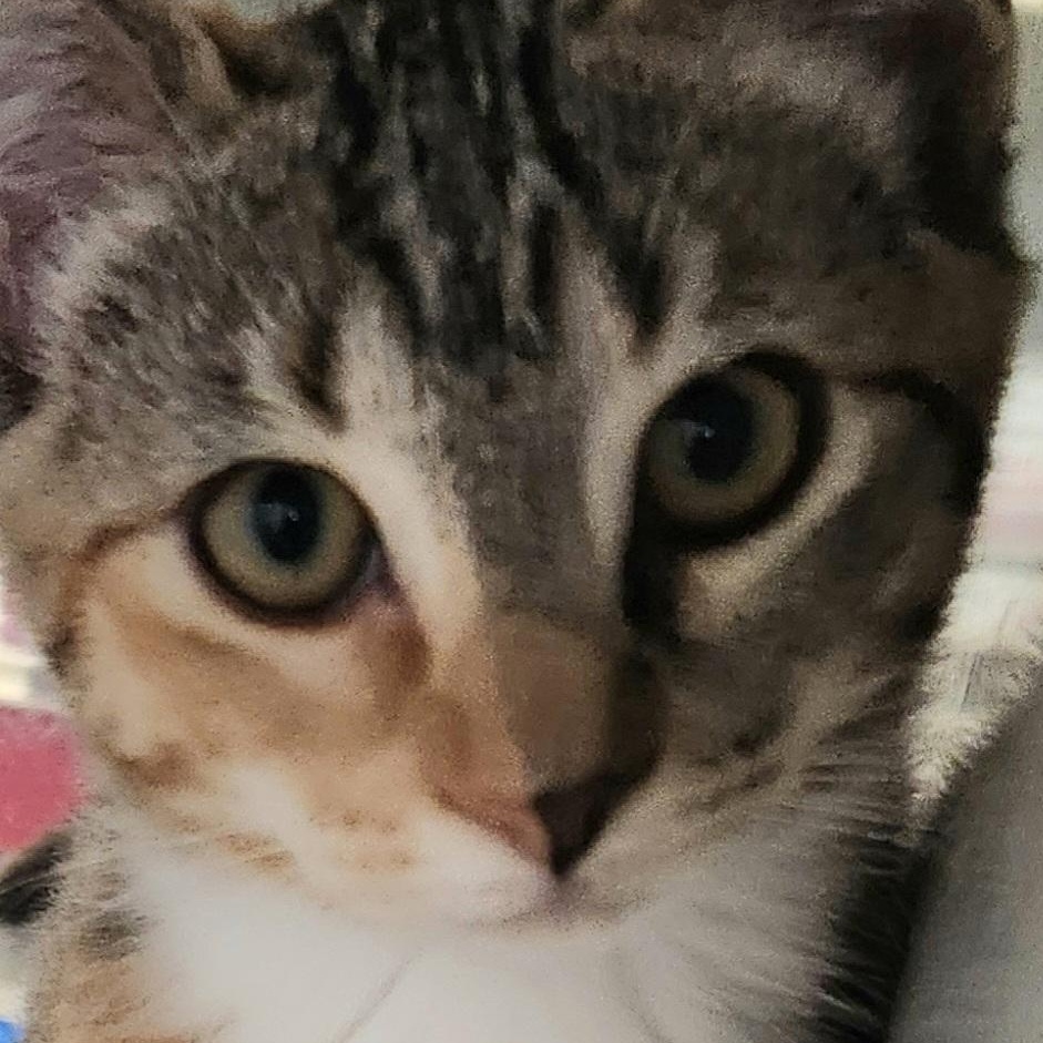 Enlarge Beautiful Brianna , an adopted Tabby in Houston, TX image 2/4