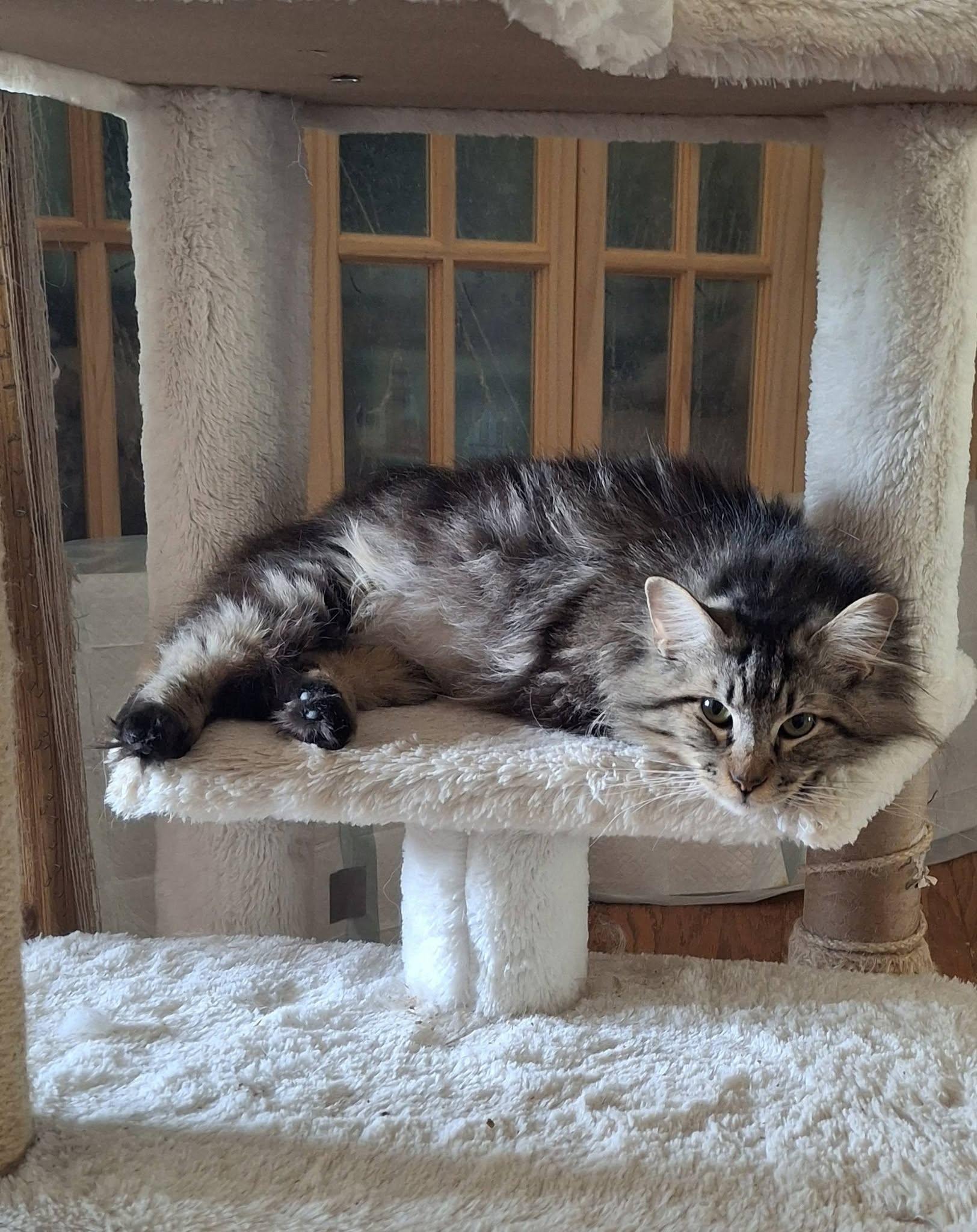 SHELDON, a Adoptable Maine Coon in Cottonwood, CA image 5/5