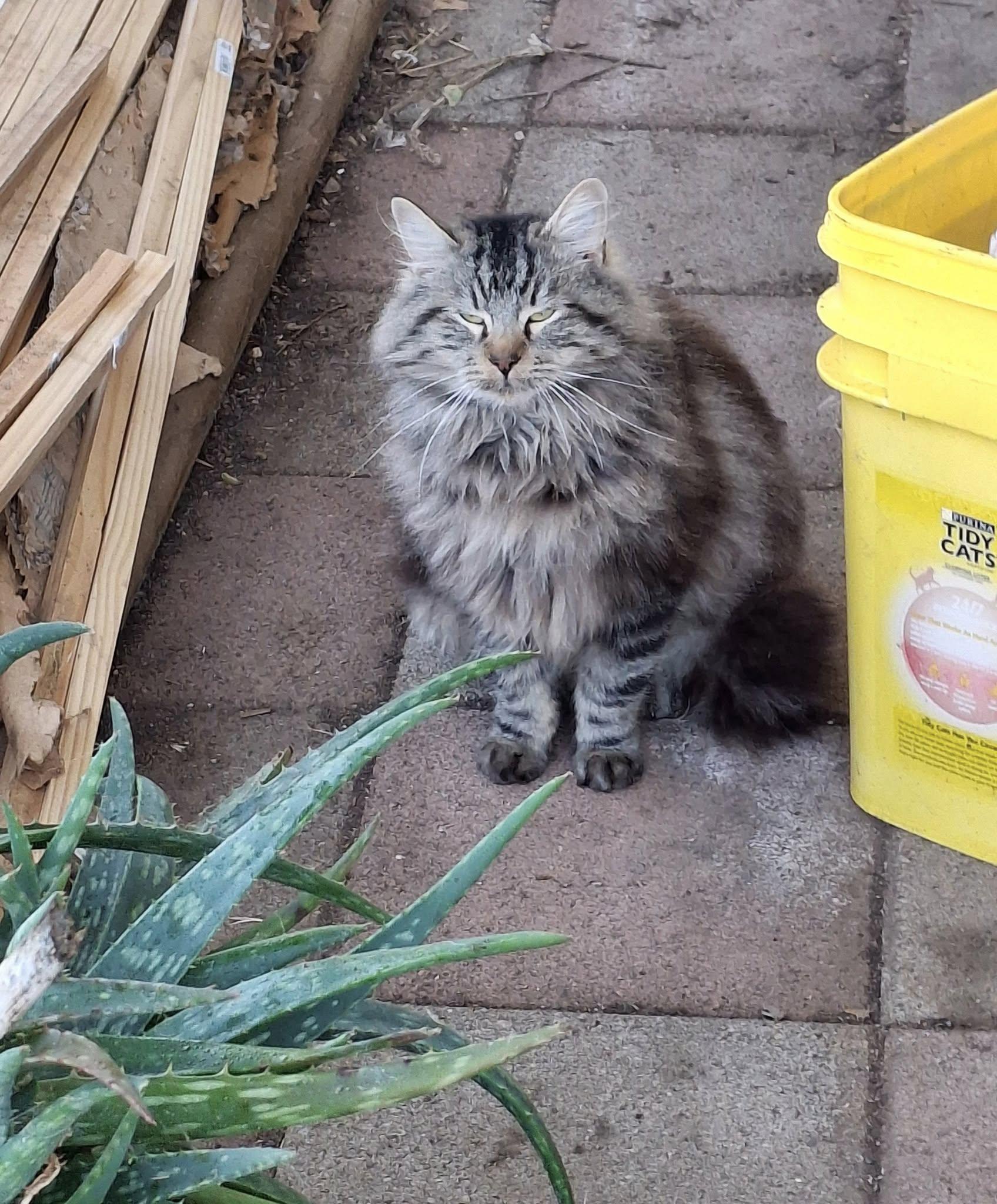 Enlarge SHELDON, a Adoptable Maine Coon in Cottonwood, CA image 2/5
