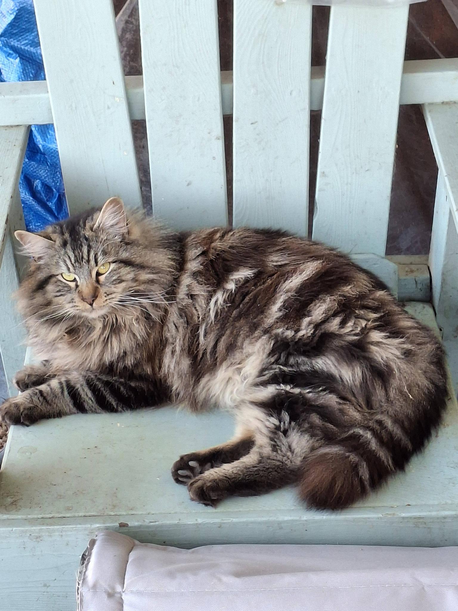 Enlarge SHELDON, a Adoptable Maine Coon in Cottonwood, CA image 1/5