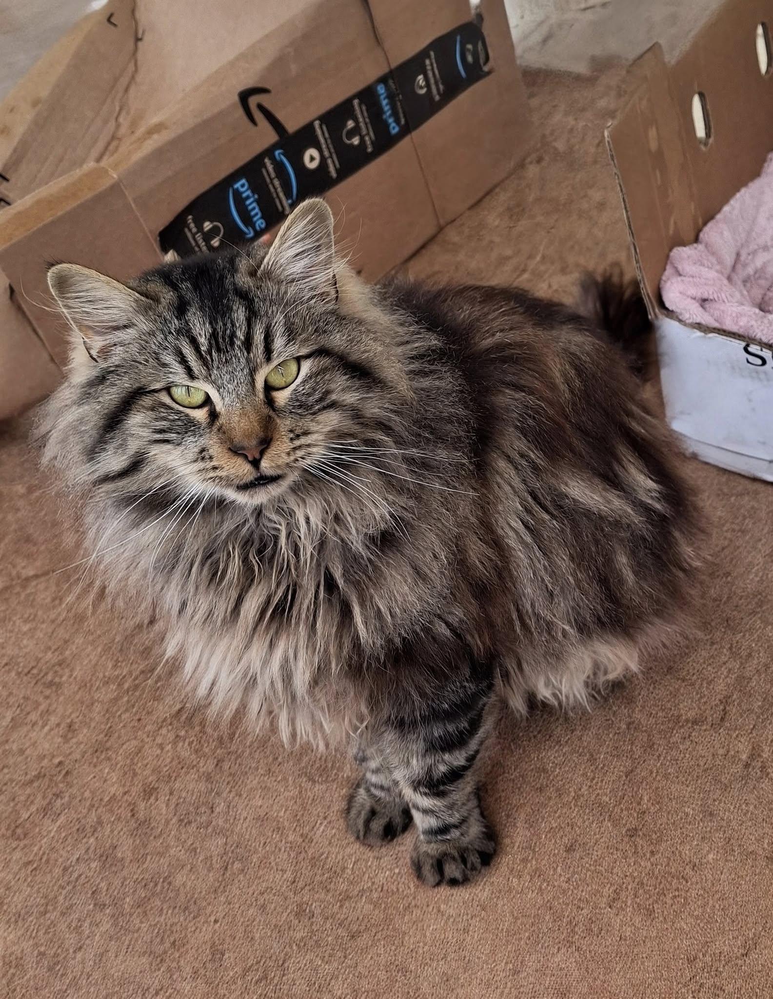 Enlarge SHELDON, a Adoptable Maine Coon in Cottonwood, CA image 5/5
