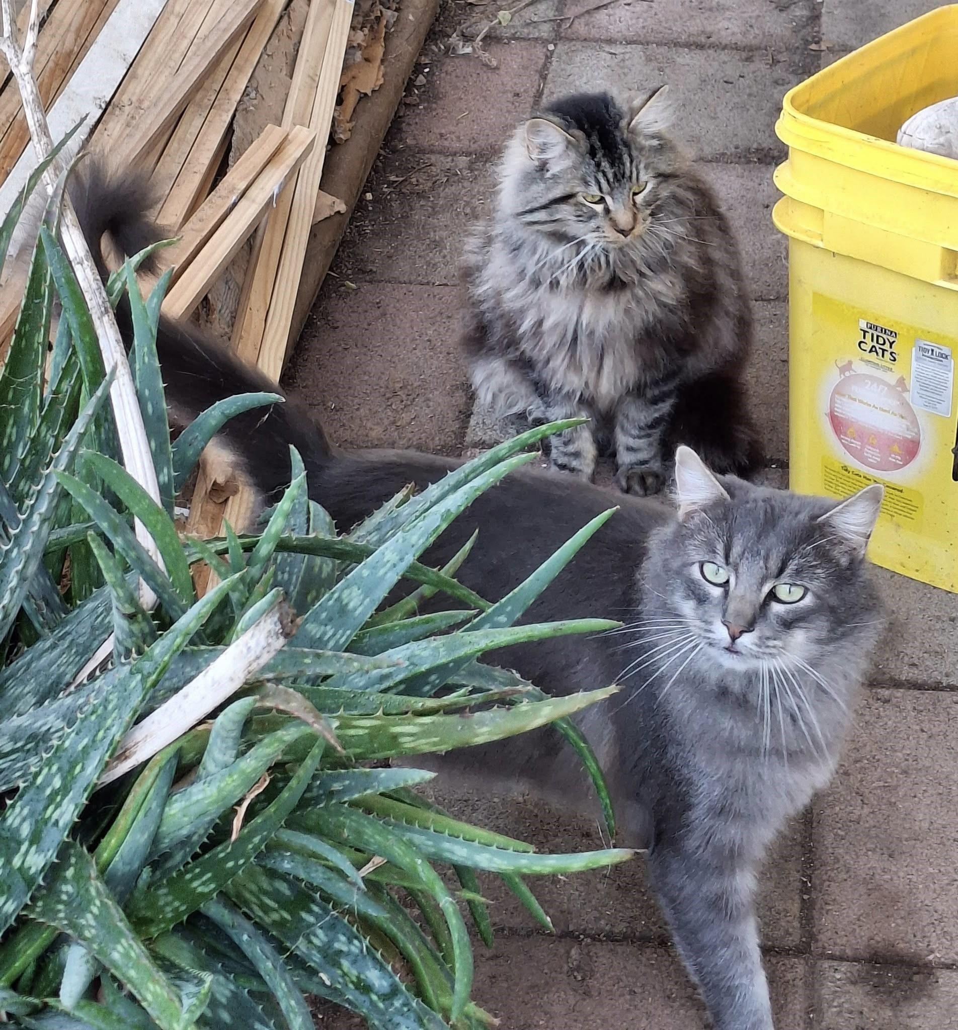 Enlarge SHELDON, a Adoptable Maine Coon in Cottonwood, CA image 3/5