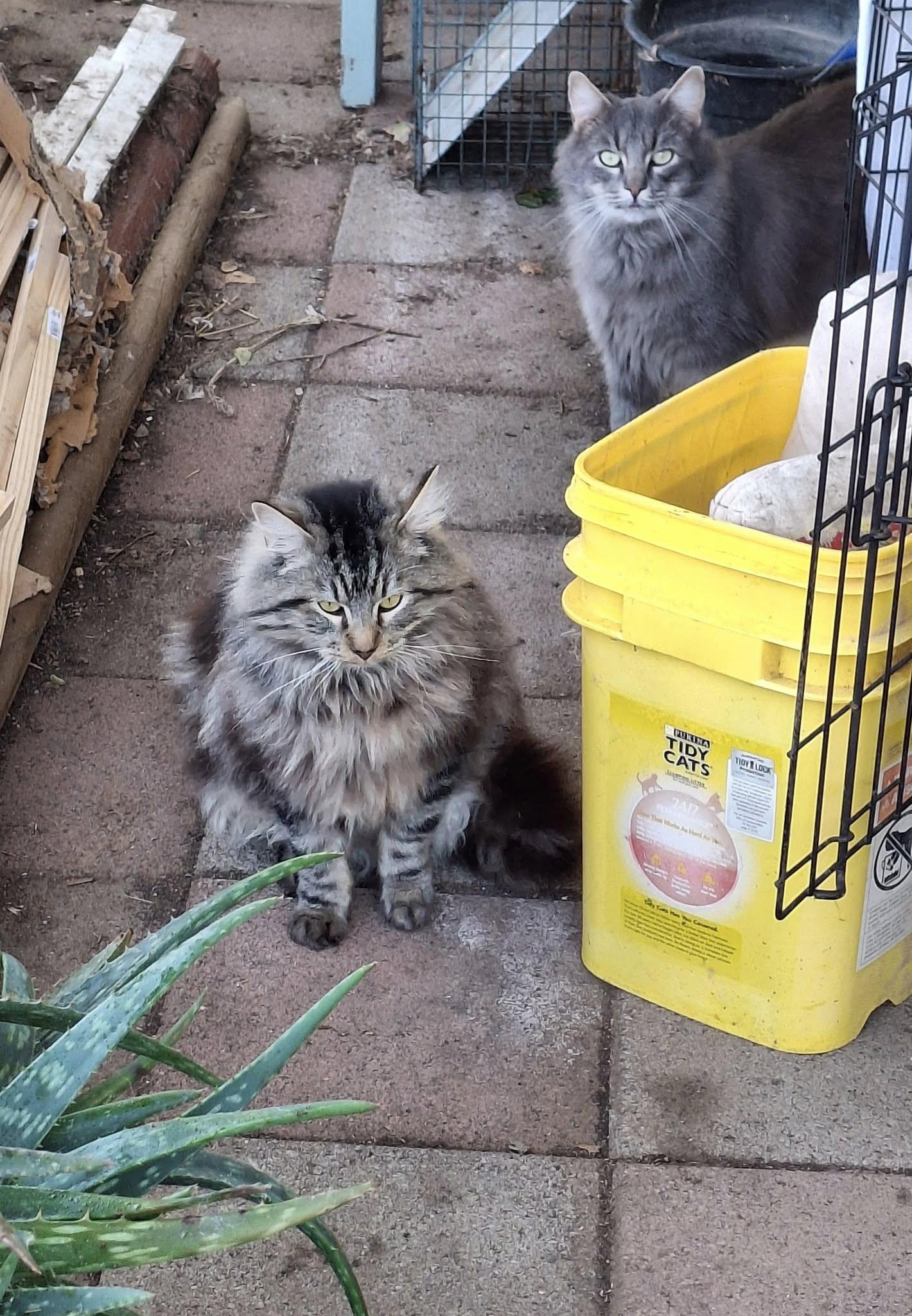 Enlarge SHELDON, a Adoptable Maine Coon in Cottonwood, CA image 4/5