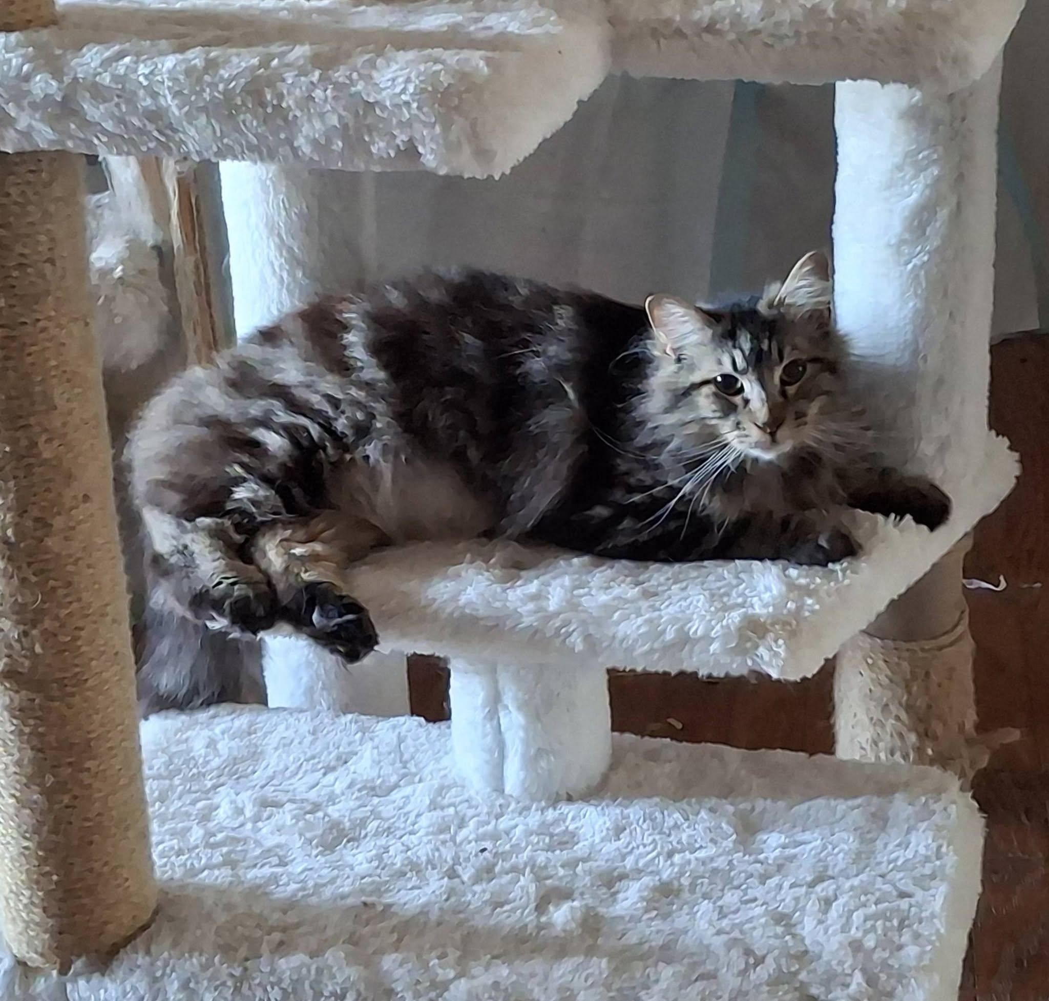 SHELDON, Adoptable, Young Male Maine Coon.