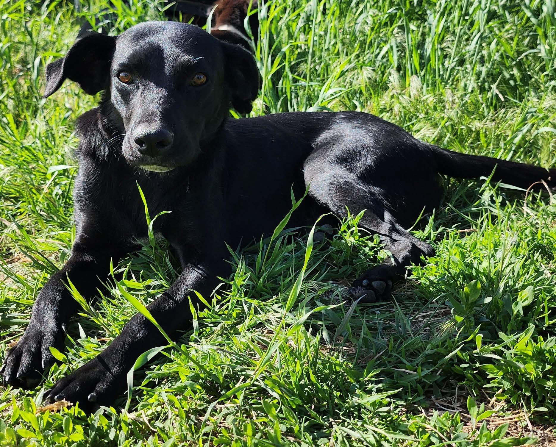 Pixie, Adult Female Black Labrador Retriever