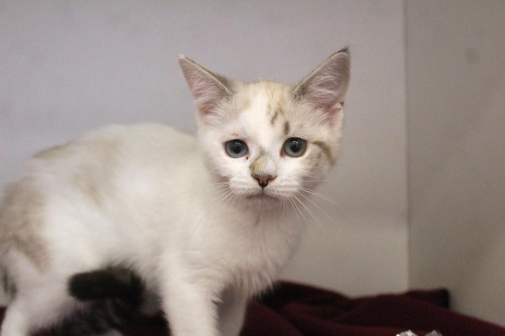 Loofa, adopted, Kitten Female Domestic Short Hair.