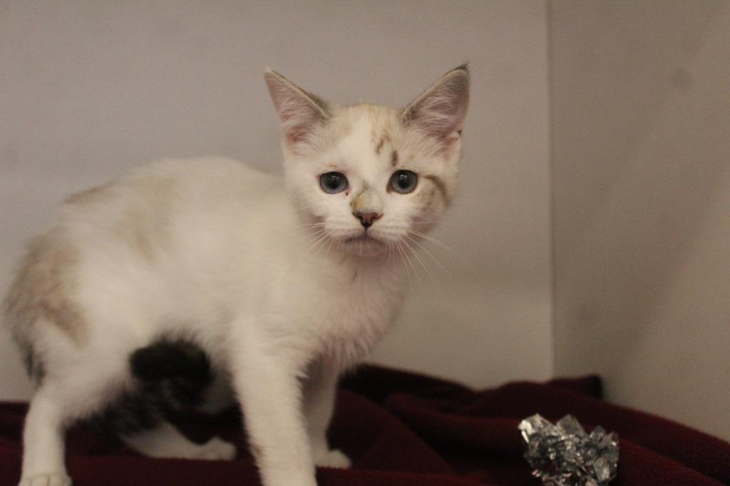 Loofa, an adopted mixed breed in Chestertown, MD image 3/3