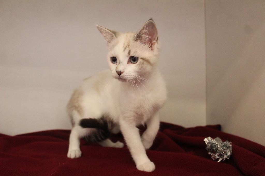 Loofa, an adopted mixed breed in Chestertown, MD image 2/3