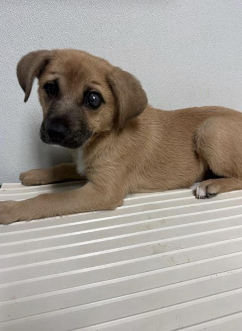 Enlarge Kubo -- URGENT!, a ADOPTABLE mixed breed in Thousand Oaks, CA image 1/2
