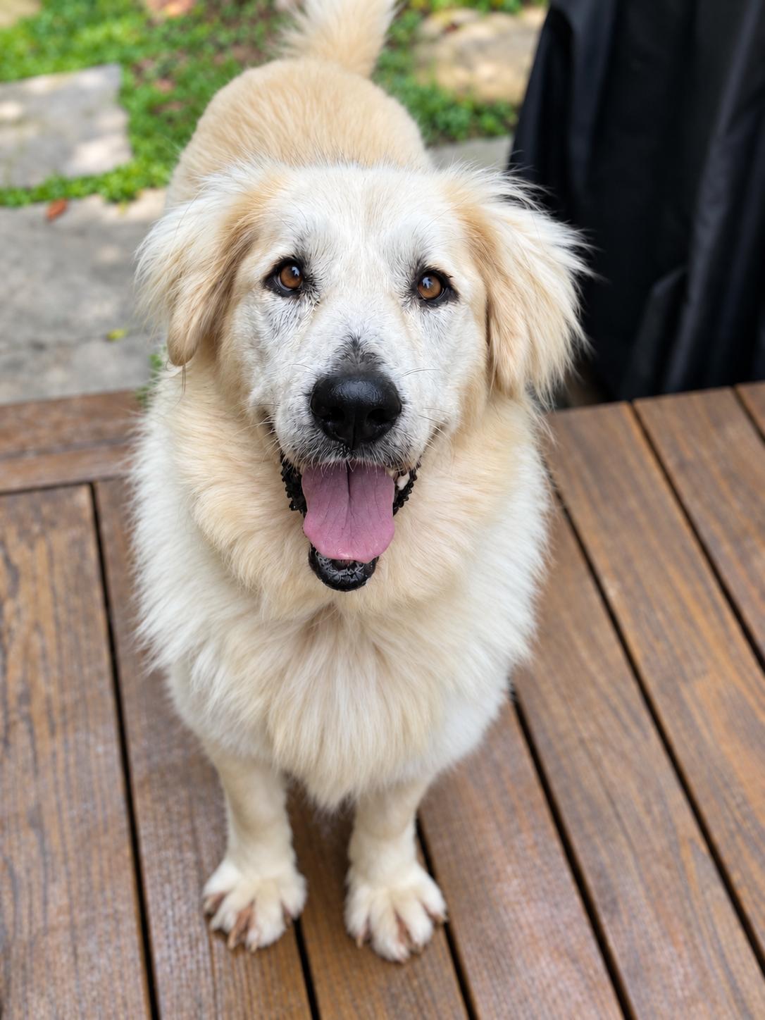 Portia, Adoptable, Adult Female Golden Retriever.