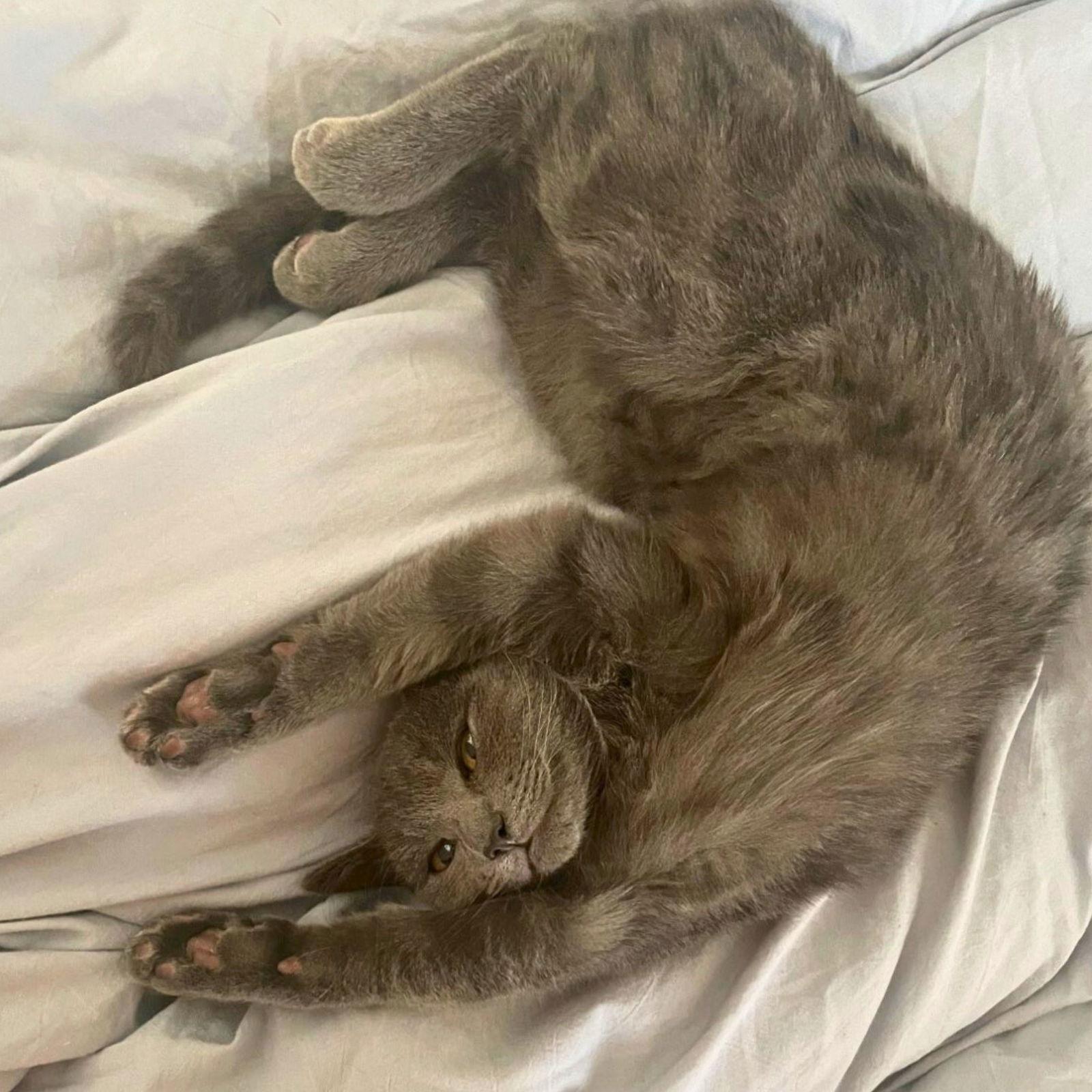 Louise, a Adoptable Domestic Short Hair in Laramie, WY image 1/3