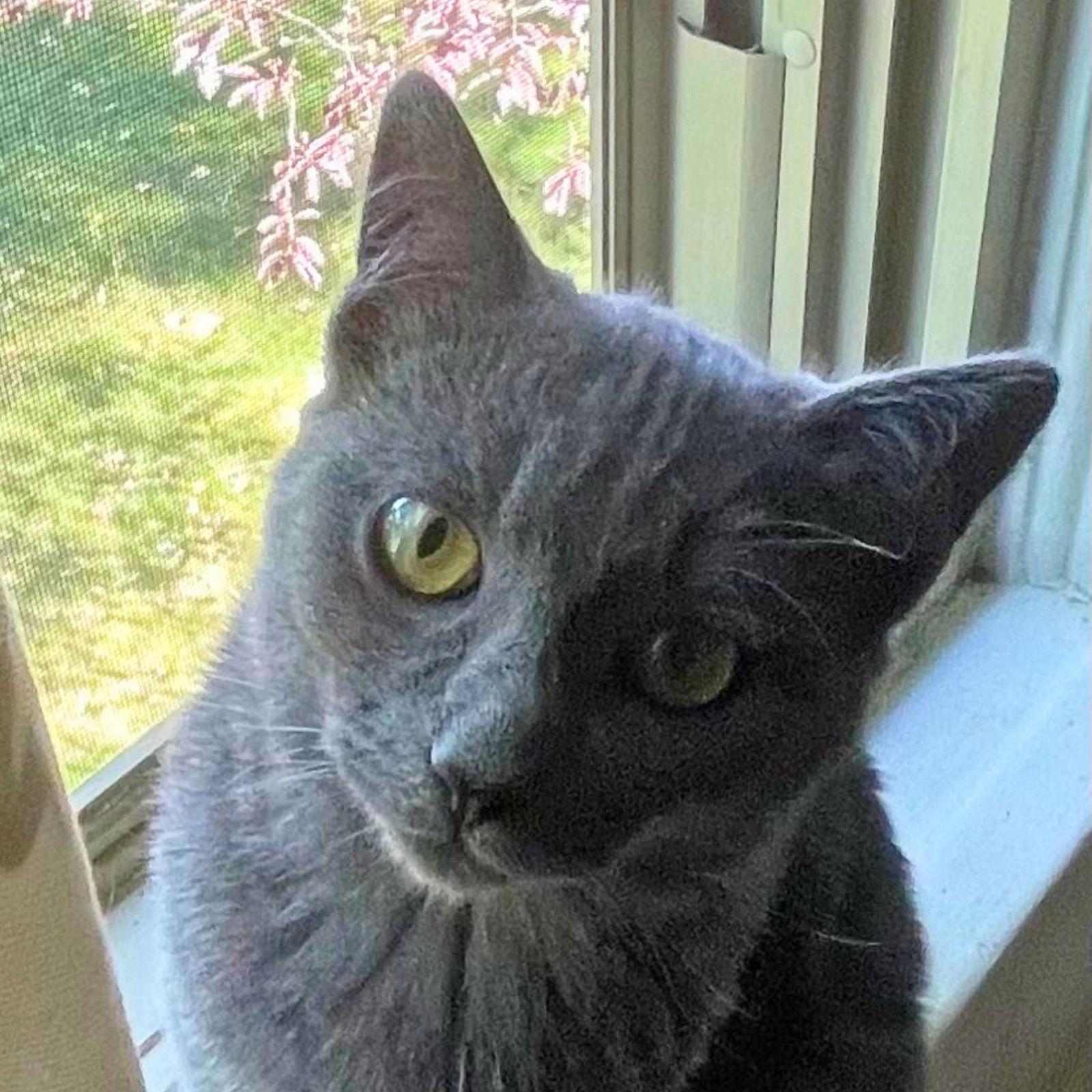 Louise, a Adoptable Domestic Short Hair in Laramie, WY image 2/3