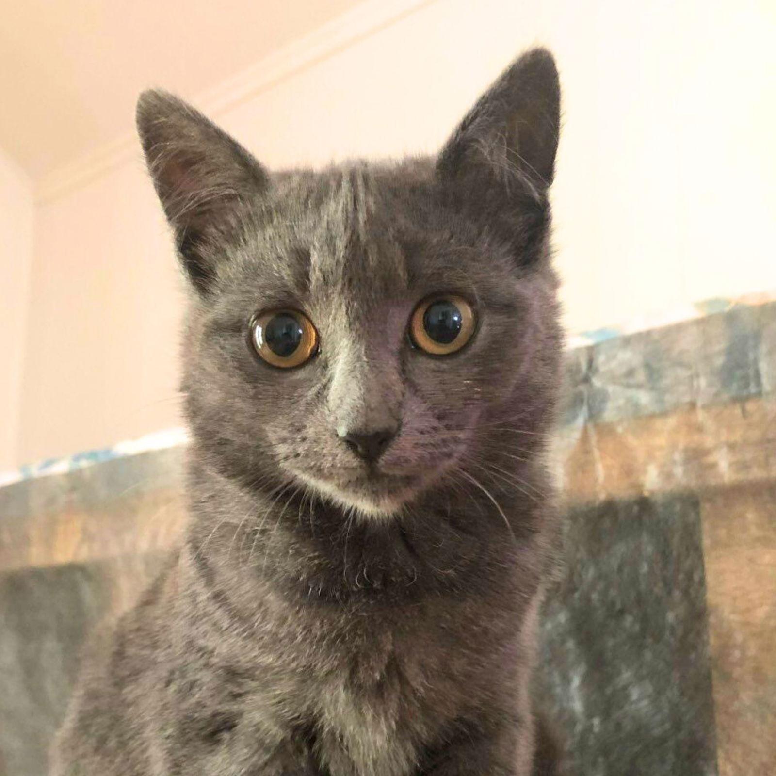 Louise, a Adoptable Domestic Short Hair in Laramie, WY image 3/3