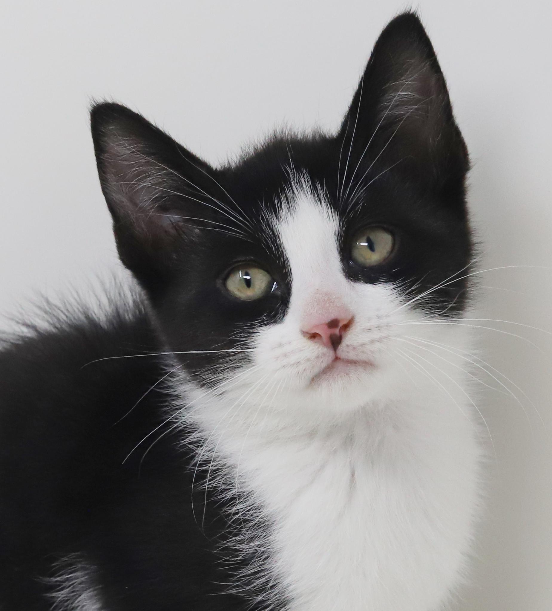 Enlarge Eclair - she is even more precious and teeny in person!, an adopted Tuxedo in Bedford Hills, NY image 2/6