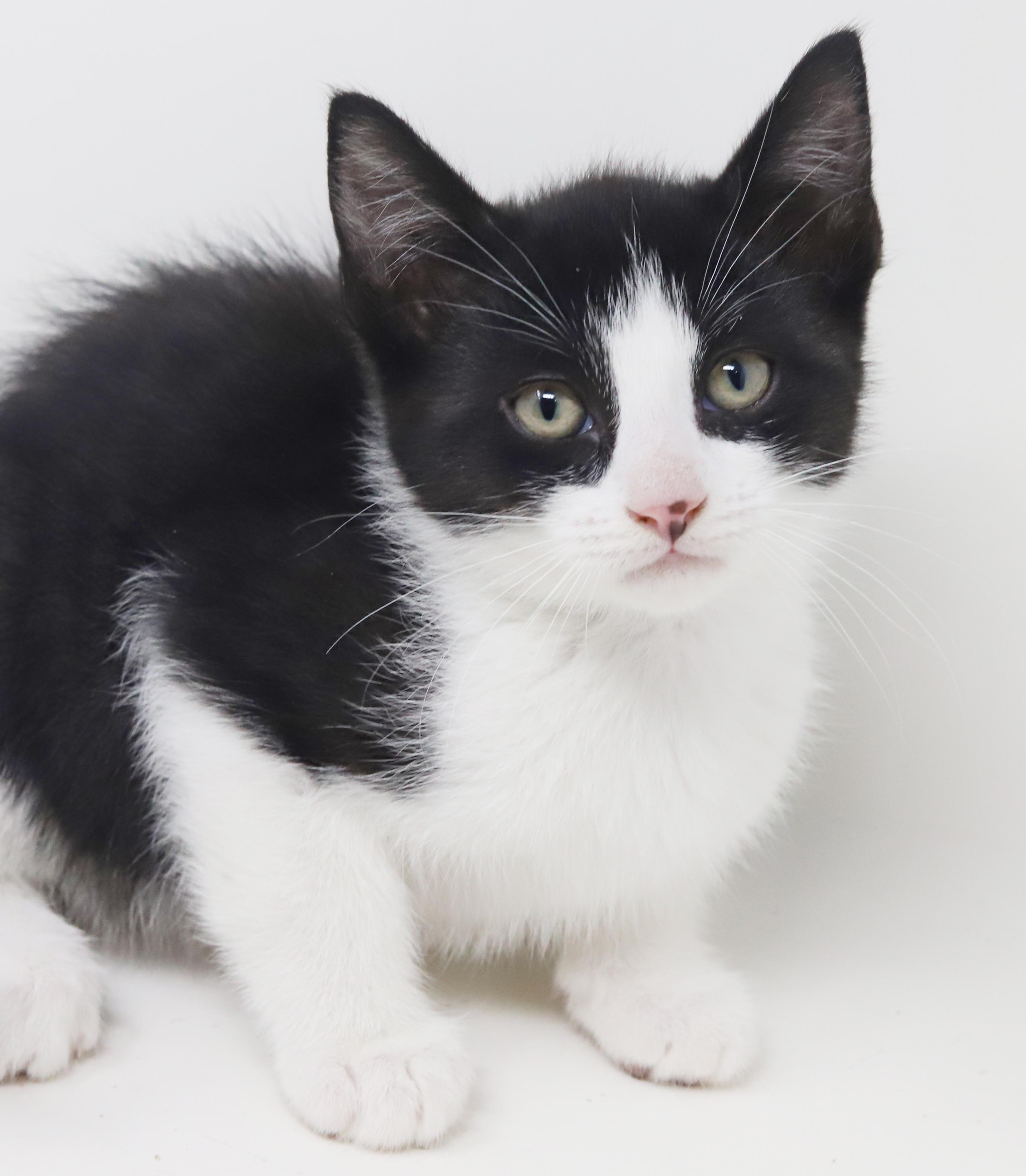 Enlarge Eclair - she is even more precious and teeny in person!, an adopted Tuxedo in Bedford Hills, NY image 3/6