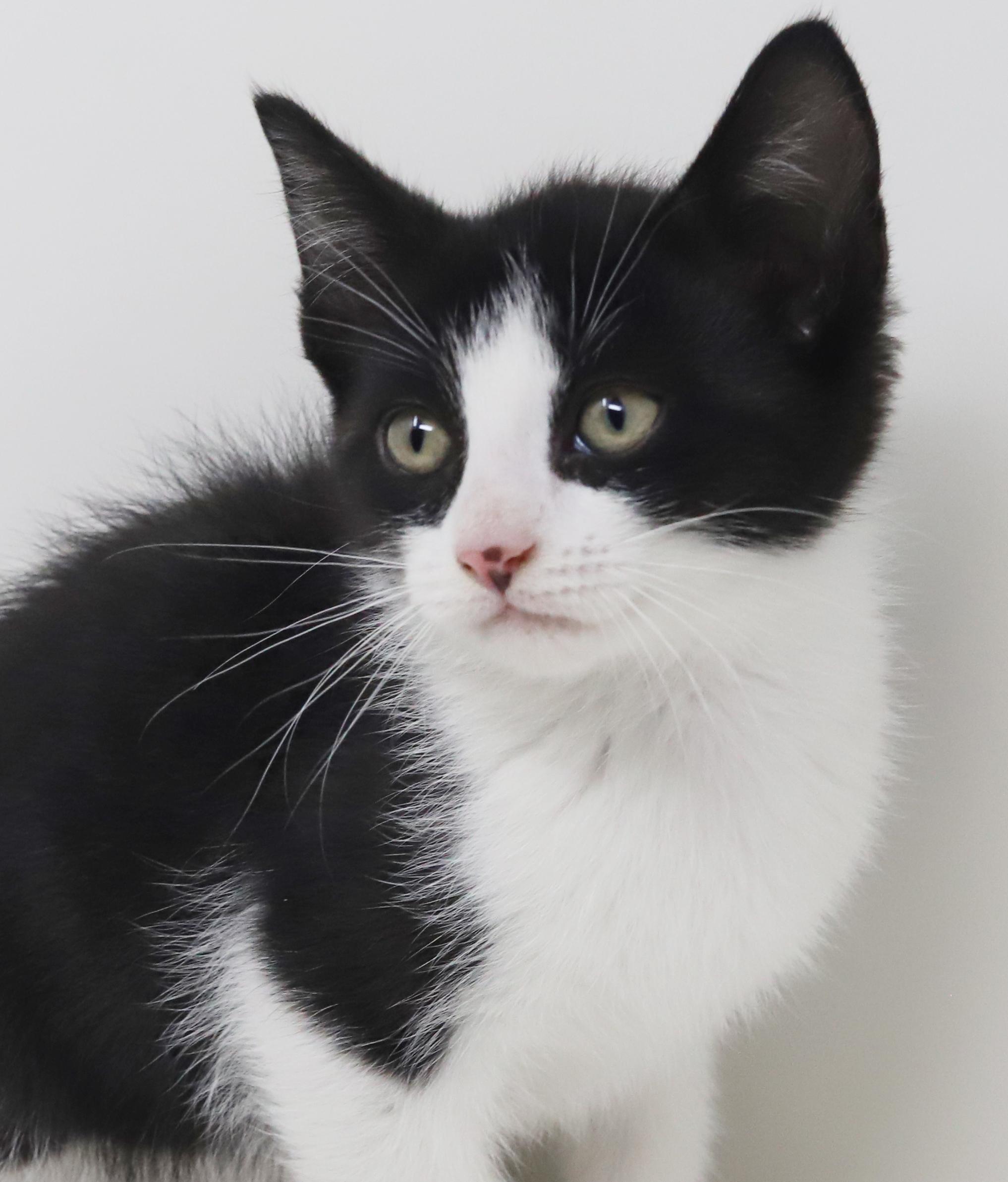 Enlarge Eclair - she is even more precious and teeny in person!, an adopted Tuxedo in Bedford Hills, NY image 4/6