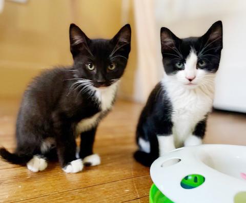 Enlarge Eclair - she is even more precious and teeny in person!, an adopted Tuxedo in Bedford Hills, NY image 1/6