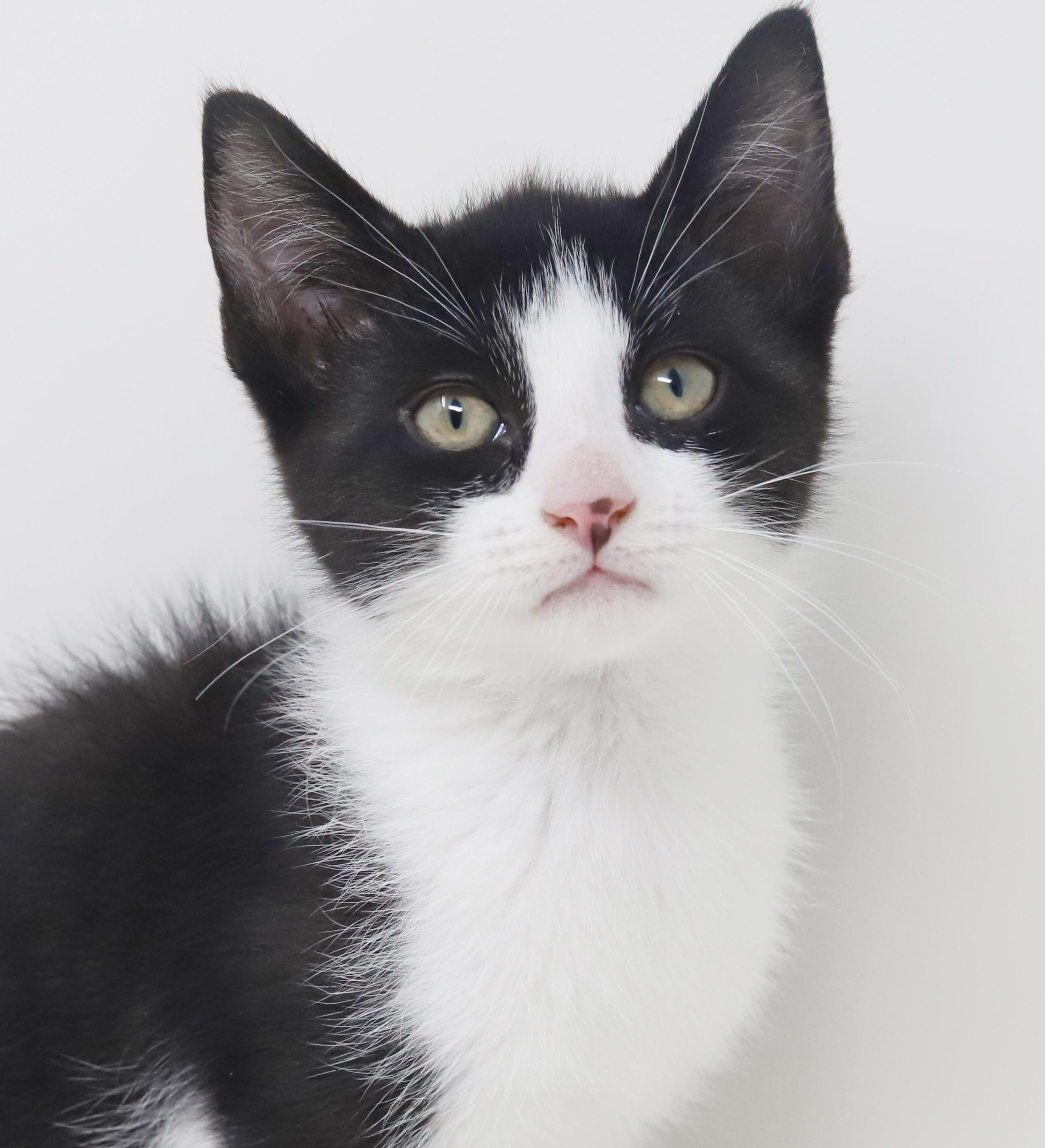 Enlarge Eclair - she is even more precious and teeny in person!, an adopted Tuxedo in Bedford Hills, NY image 6/6
