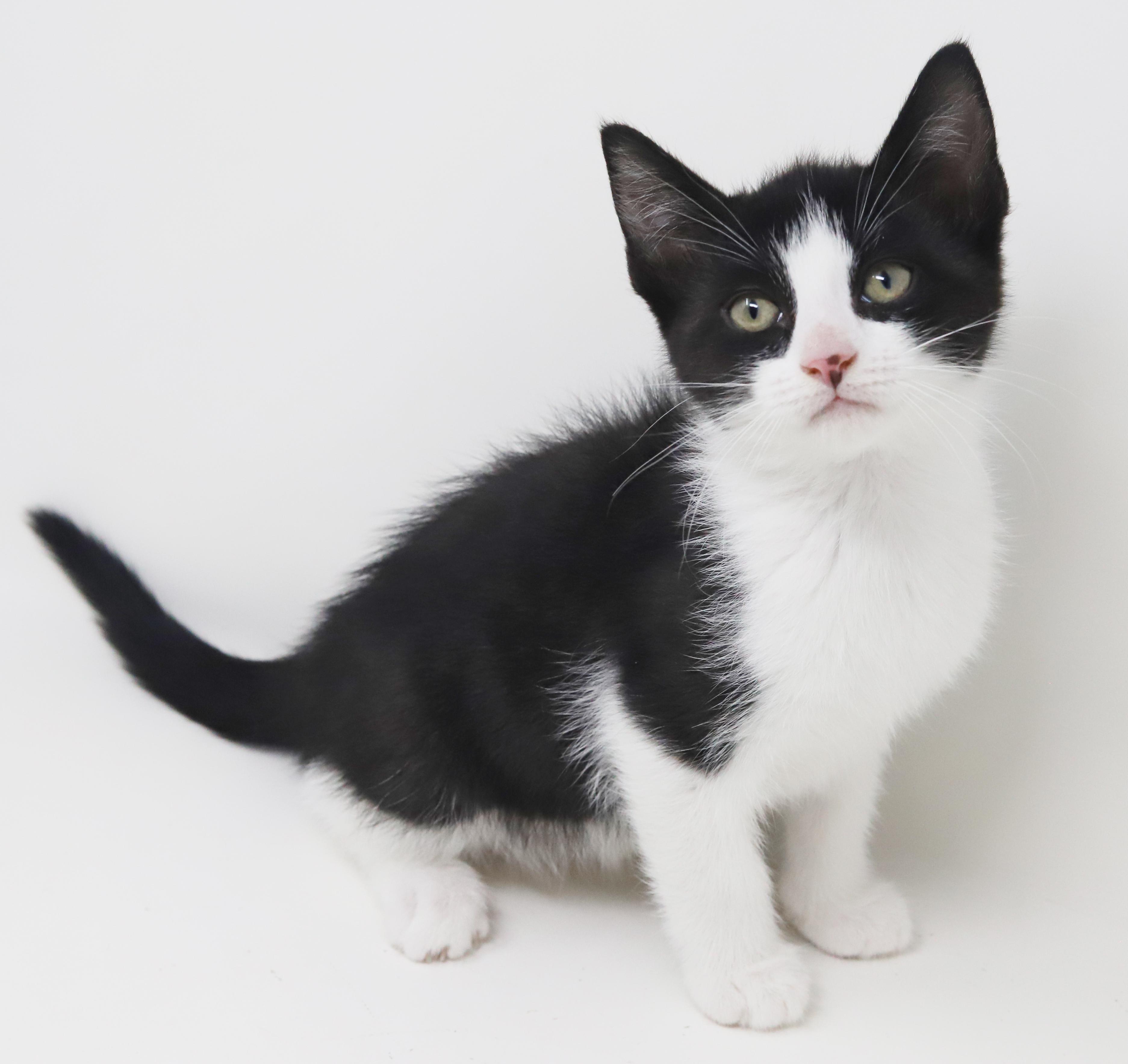 Enlarge Eclair - she is even more precious and teeny in person!, an adopted Tuxedo in Bedford Hills, NY image 5/6