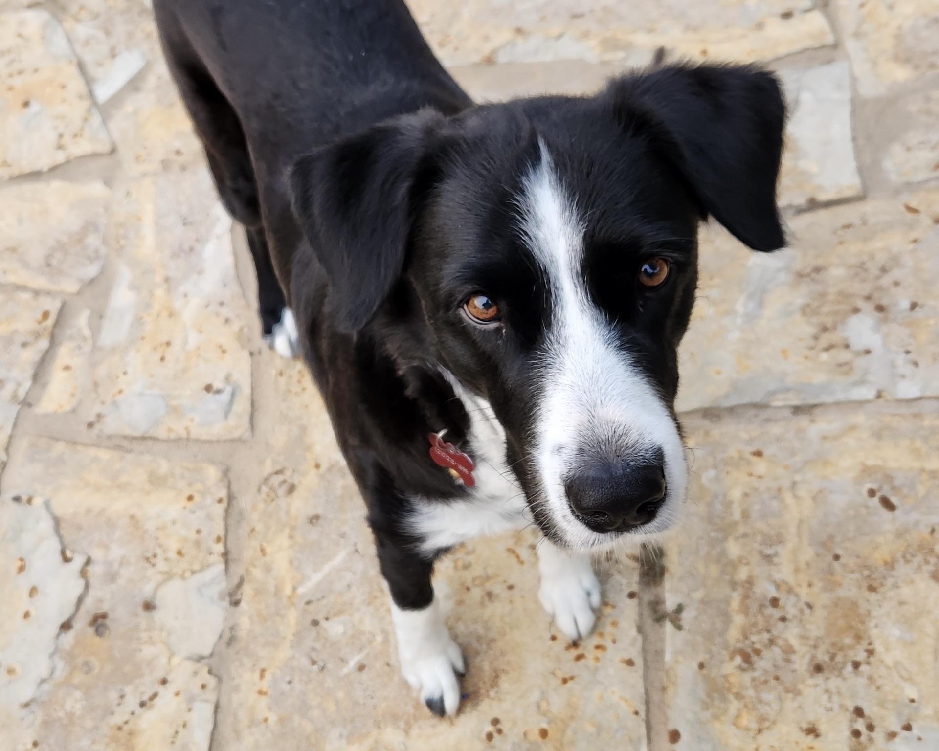 Cowgirl, a Adoptable mixed breed in San Antonio, TX image 3/5