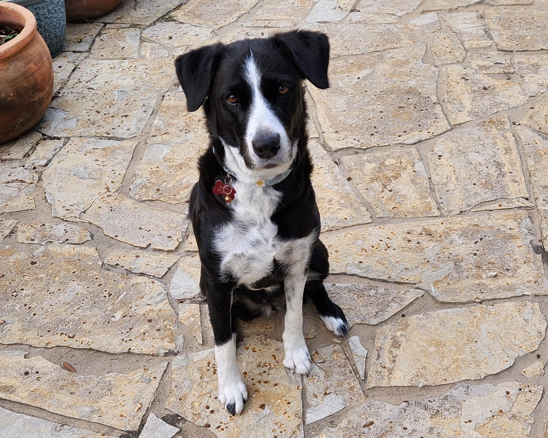 Cowgirl, Adoptable, Adult Female Great Pyrenees & Border Collie.