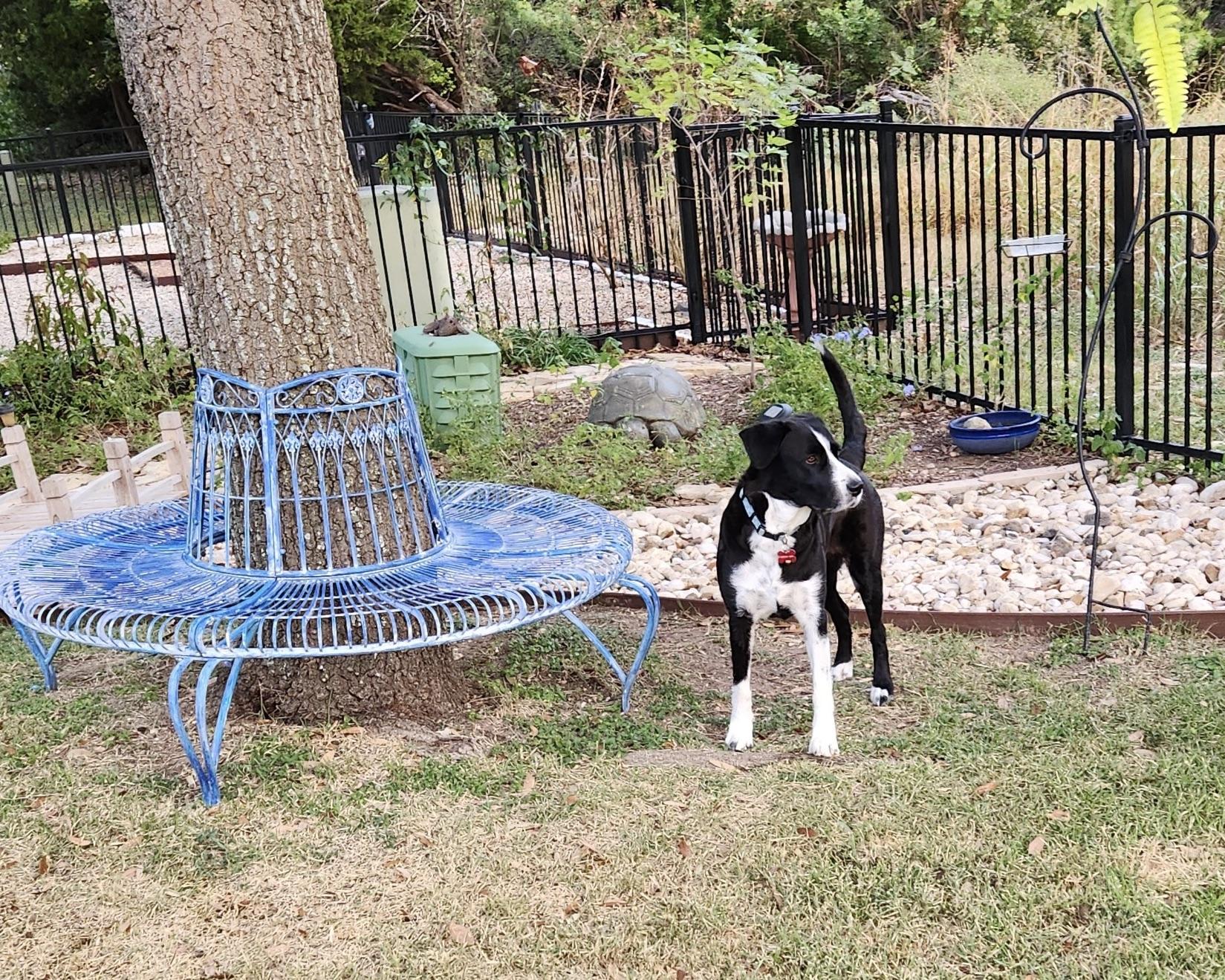 Cowgirl, a Adoptable mixed breed in San Antonio, TX image 4/5