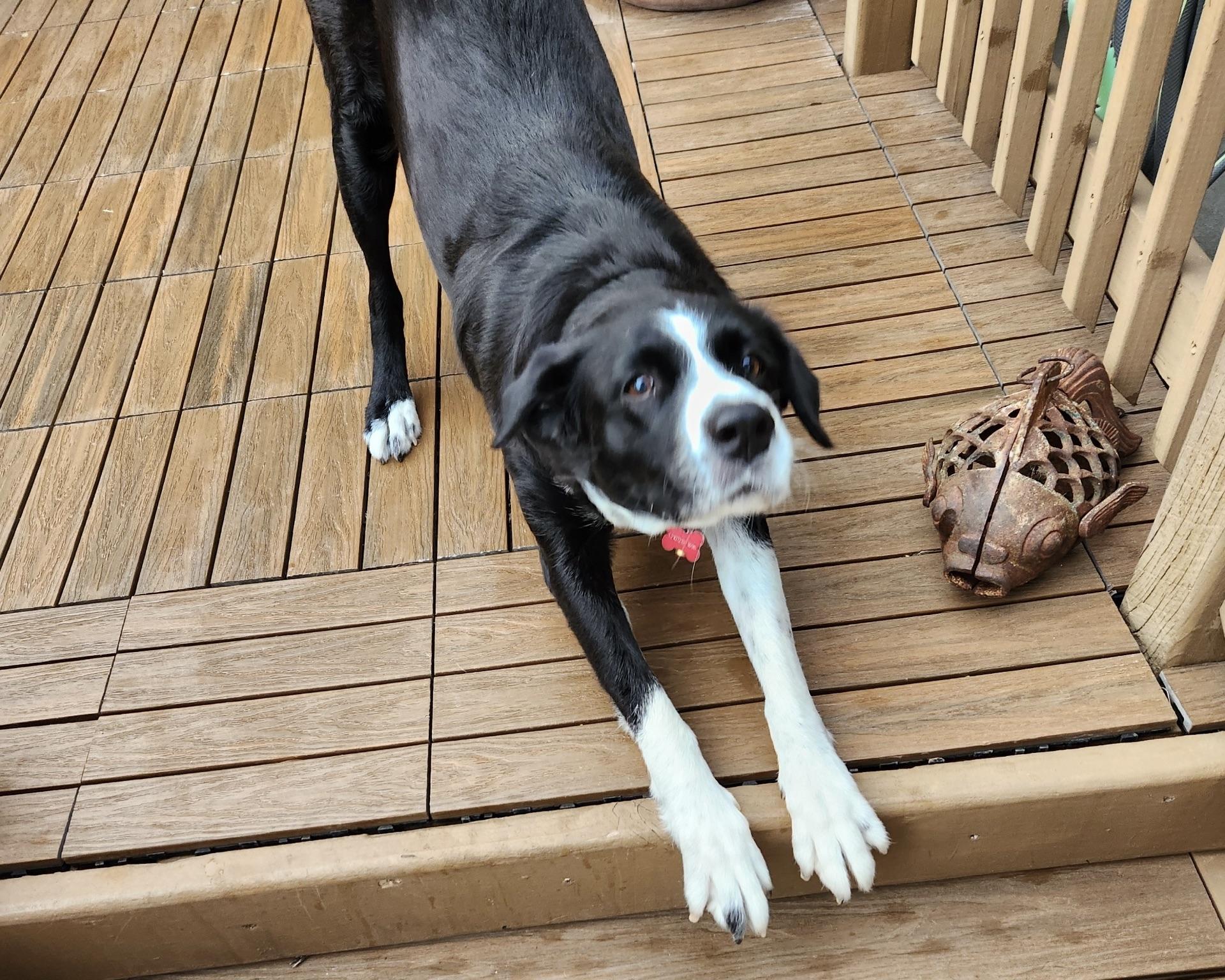 Cowgirl, a Adoptable mixed breed in San Antonio, TX image 2/5