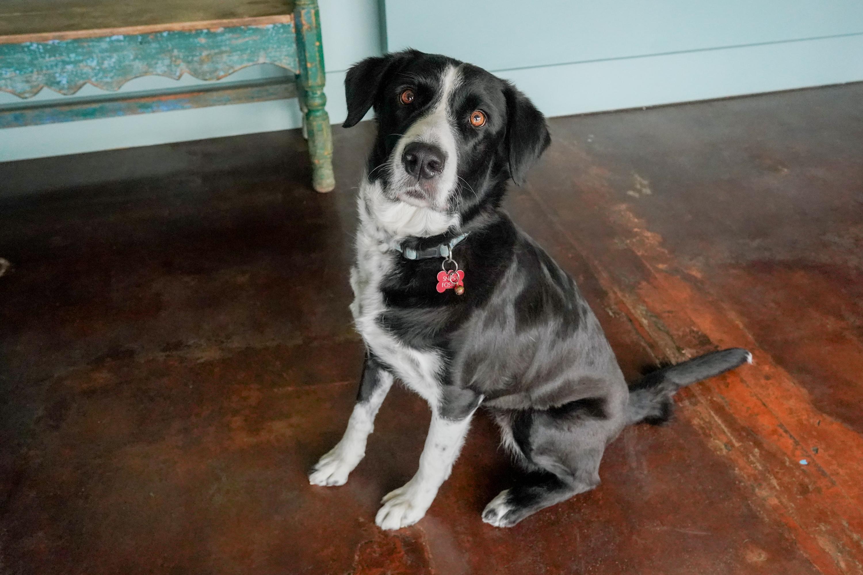 Cowgirl, a Adoptable mixed breed in San Antonio, TX image 1/5