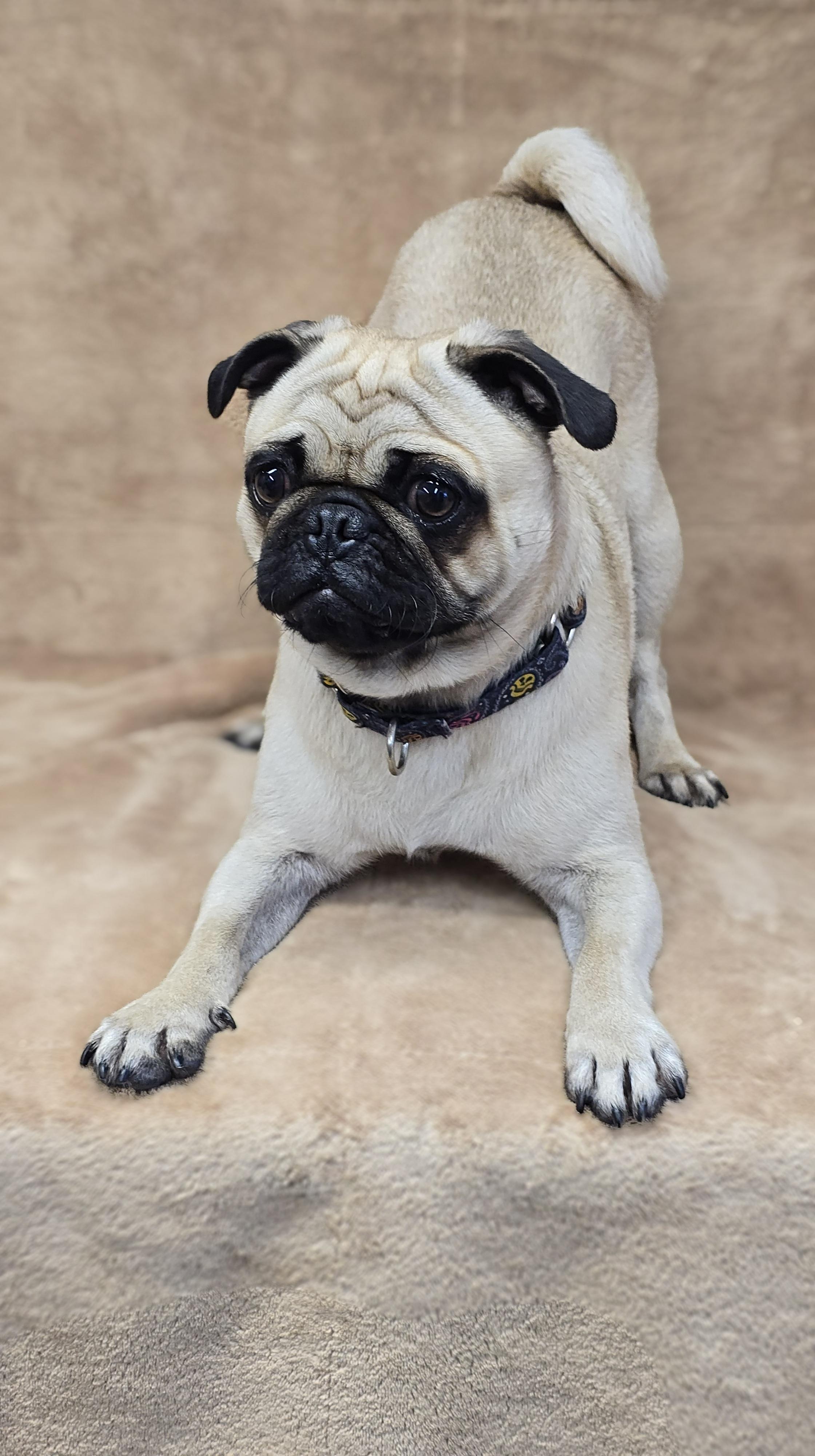 Chico, adopted, Young Male Pug.