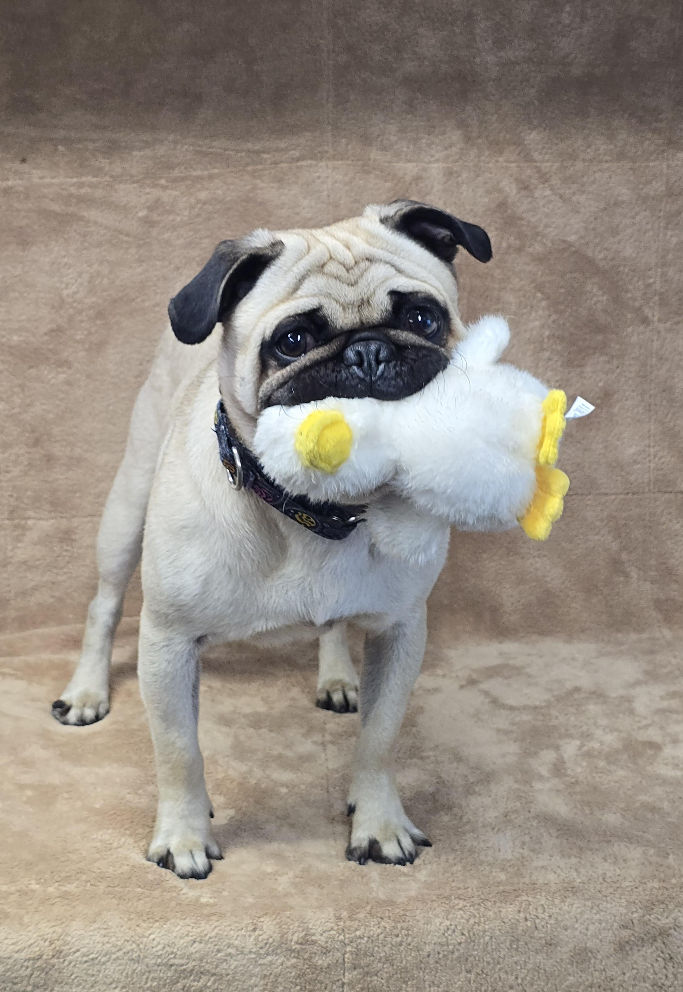 Enlarge Chico, an adopted Pug in San Pedro, CA image 4/6