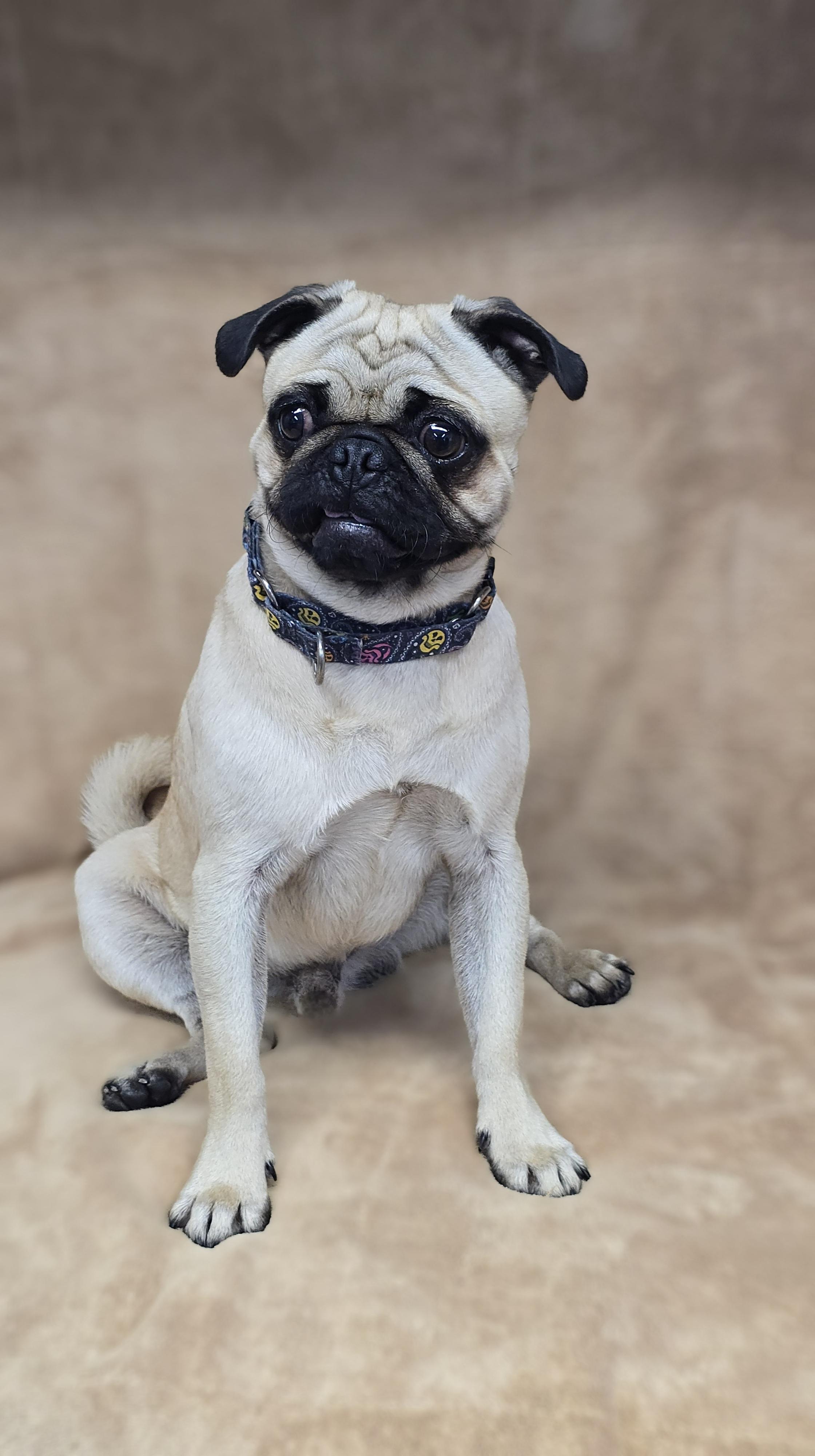 Enlarge Chico, an adopted Pug in San Pedro, CA image 3/6