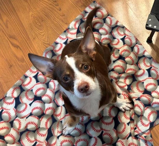 Blade, Adoptable, Adult Male Chihuahua.