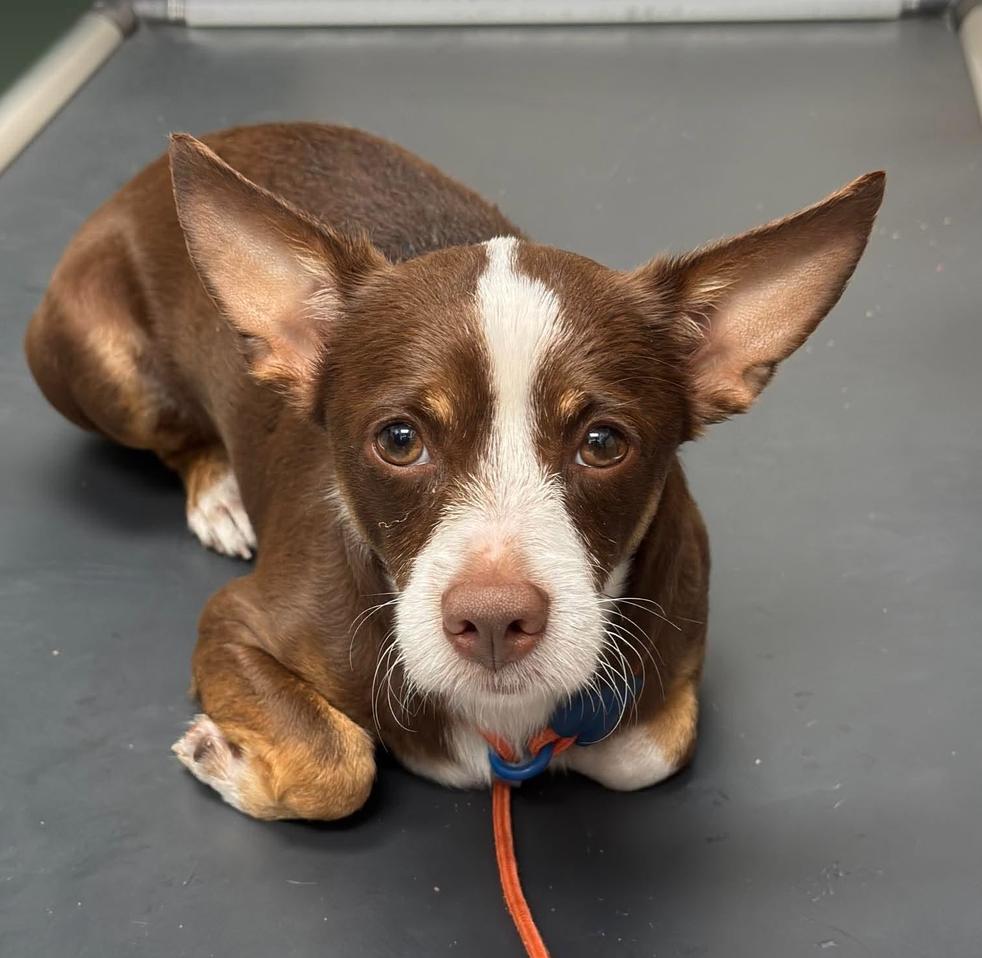 Enlarge Blade, a Adoptable Chihuahua in Osteen, FL image 2/3