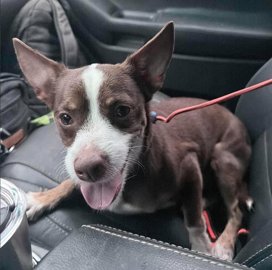 Enlarge Blade, a Adoptable Chihuahua in Osteen, FL image 3/3
