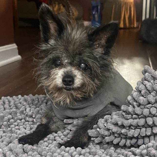 Douglas, a Adoptable mixed breed in Rockville, MD image 1/6