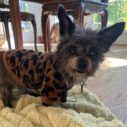 Douglas, a Adoptable mixed breed in Rockville, MD image 5/6