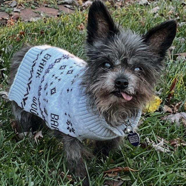 Douglas, Adoptable, Senior Male Yorkshire Terrier.