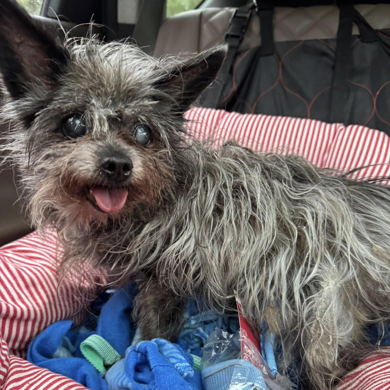 Douglas, a Adoptable mixed breed in Rockville, MD image 6/6