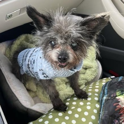 Douglas, Adoptable, Senior Male Yorkshire Terrier.