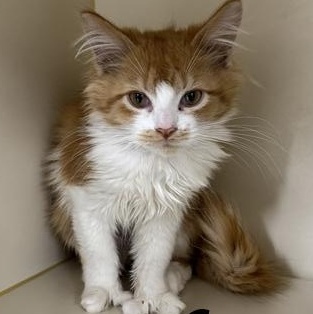 Ava, Adoptable, Young Female Domestic Long Hair.