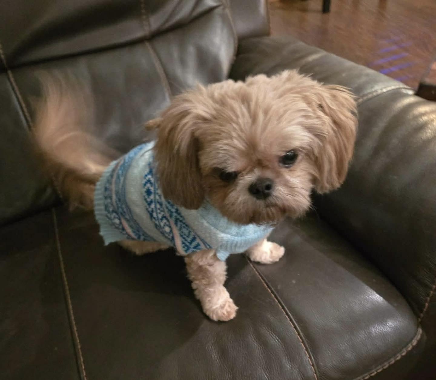 Sienna, a ADOPTABLE Shih Tzu in Ferndale, WA image 3/3