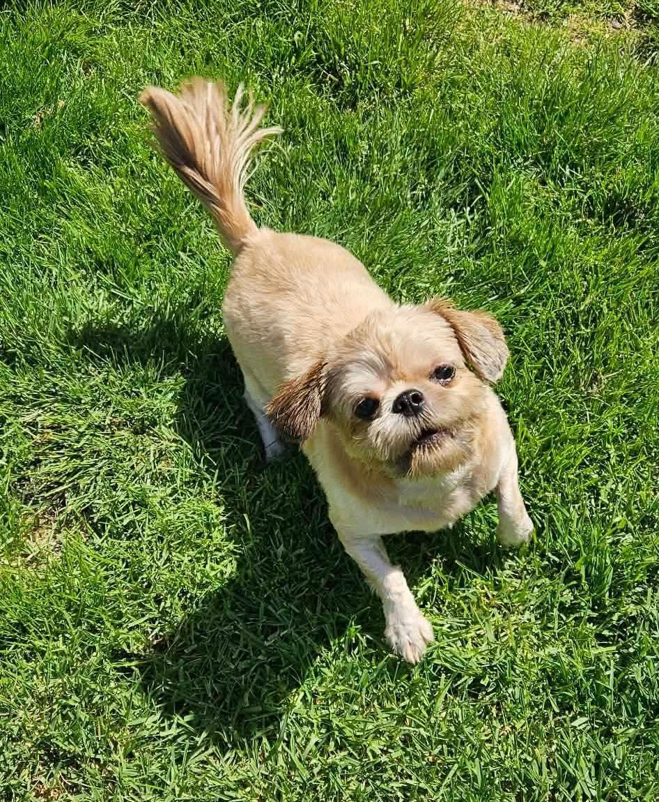 Sienna, a ADOPTABLE Shih Tzu in Ferndale, WA image 2/3