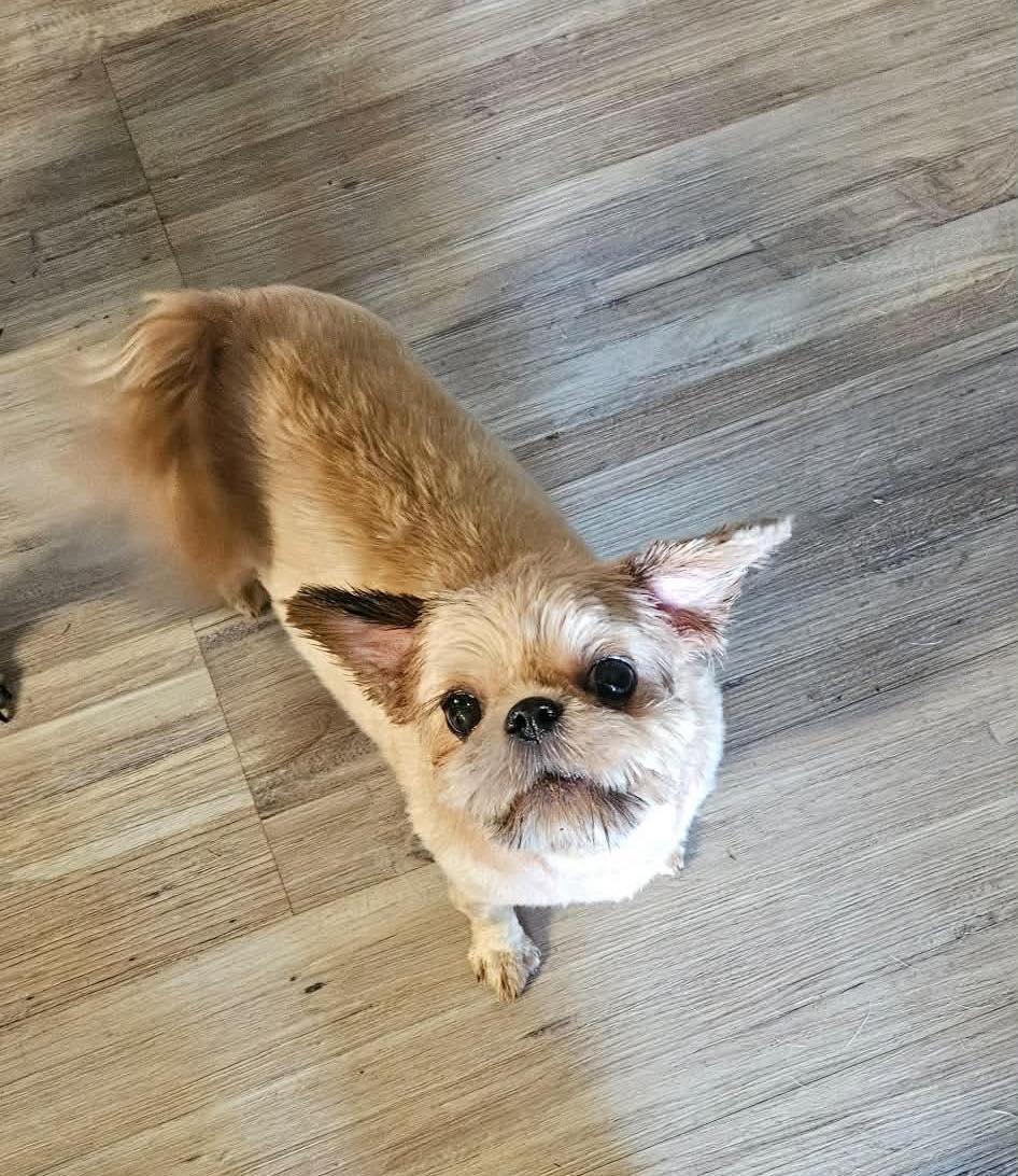 Sienna, ADOPTABLE, Adult Female Shih Tzu.