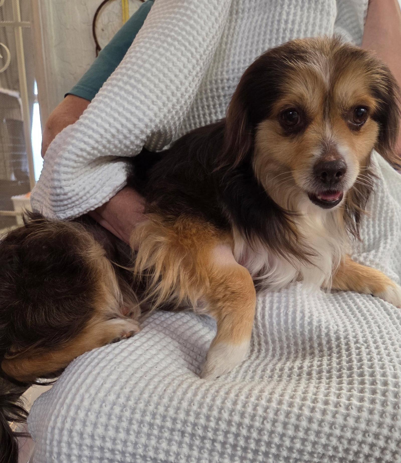 Enlarge Bear, a Adopted mixed breed in Mentone, CA image 1/1