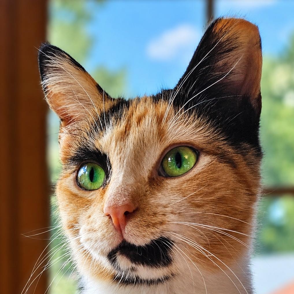Enlarge America, a Adopted Domestic Short Hair in Charlotte, NC image 2/5